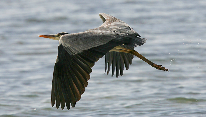 grey heron
