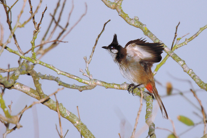 Bulbul