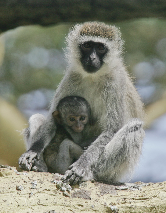 Vervet monkey
