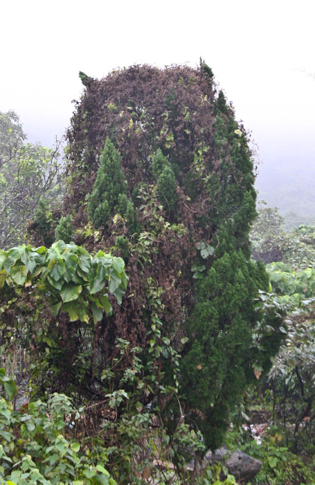 Gruffalo Tree