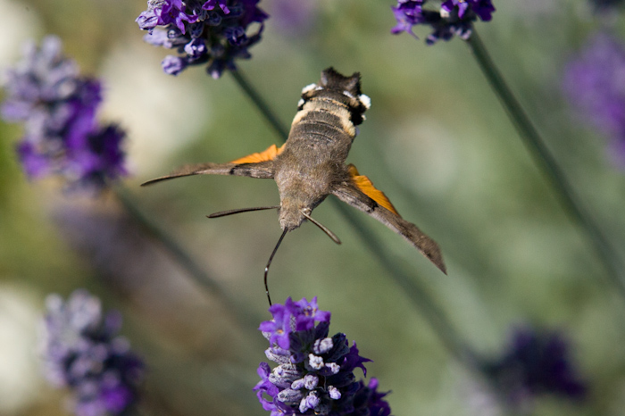 hawk moth