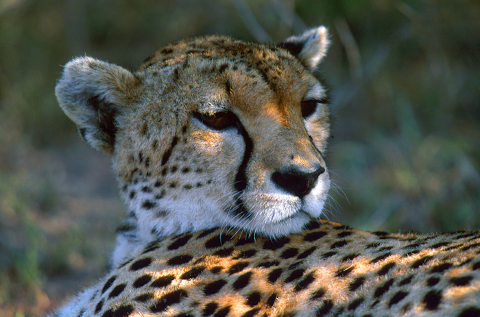 leopard