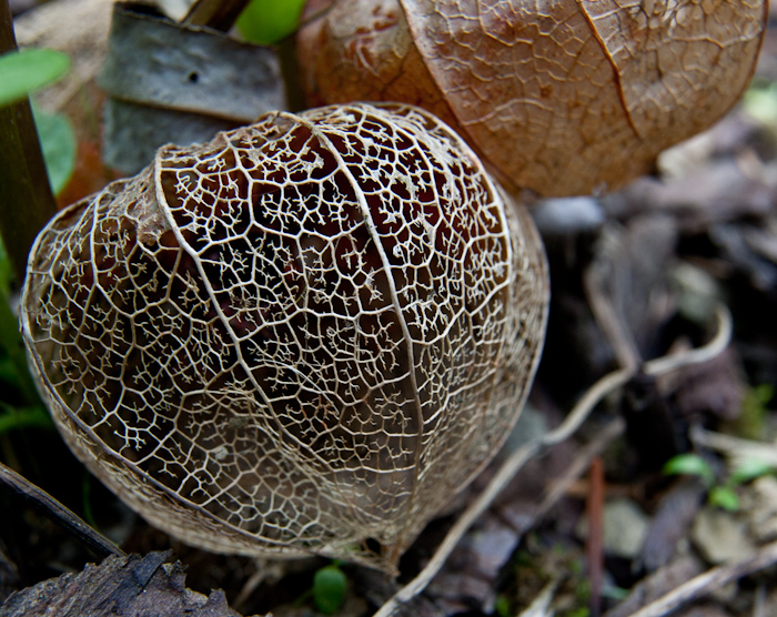 physallis
