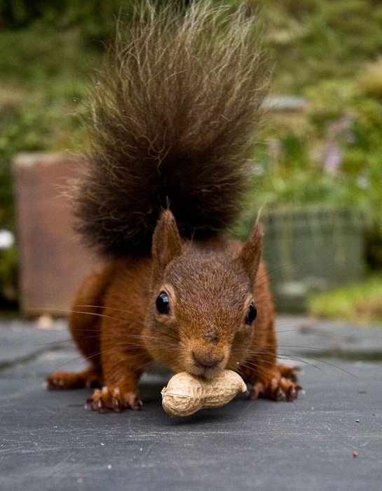 squirrel2