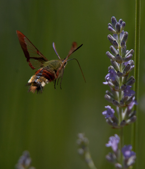 Broad bordered hawk moth