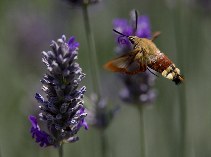 Broad bordered hawk moth2