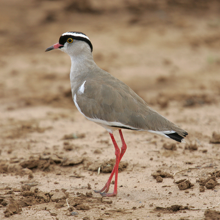 Crowned lapwing