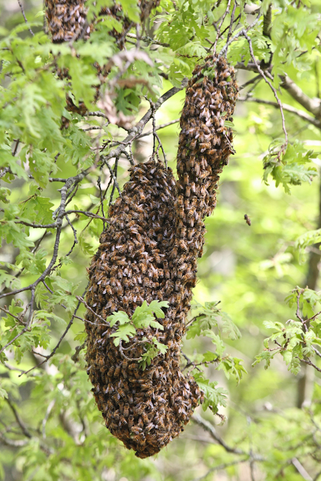 Honey Bees-7