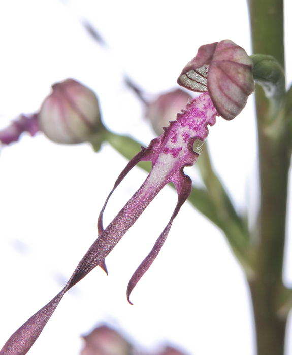 Adriatic Lizard Orchid