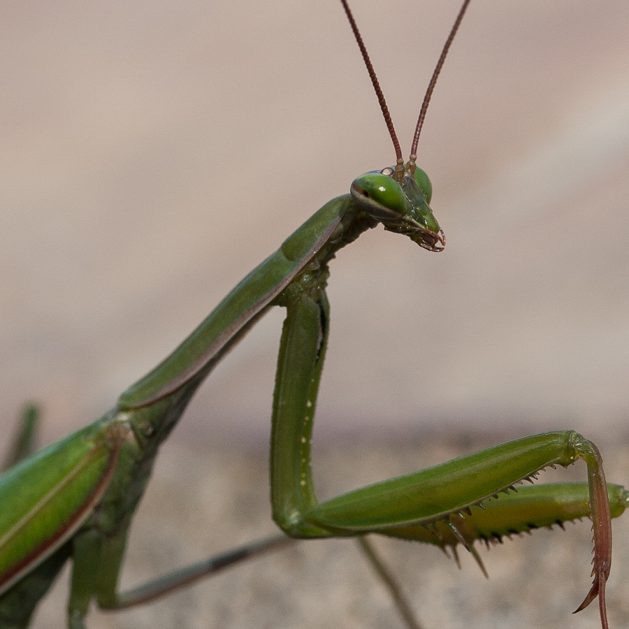 Praying mantis