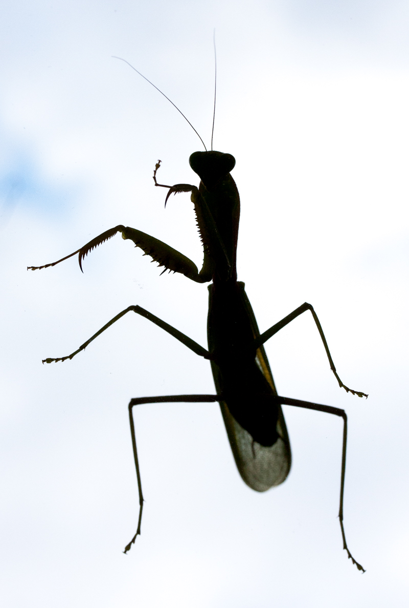 Phuket Praying mantis