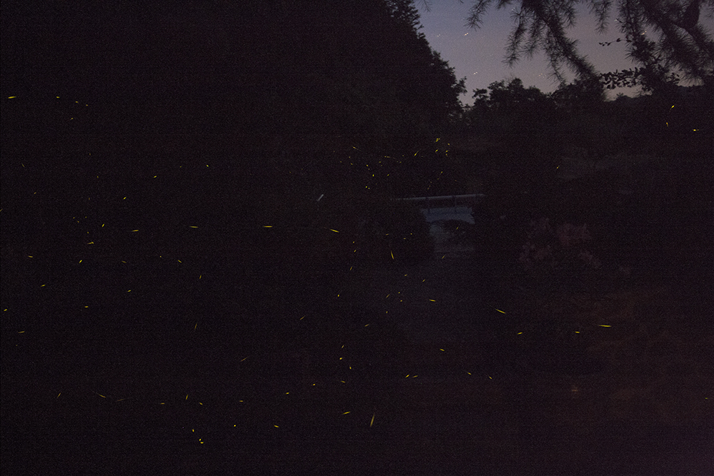 fireflies2