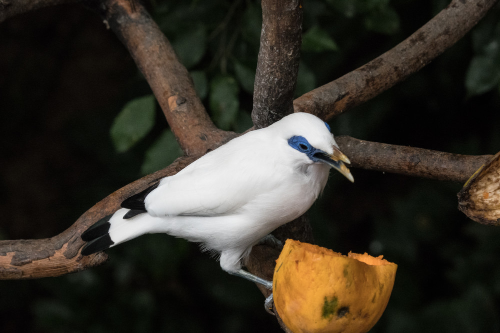 Bali myna bird 1