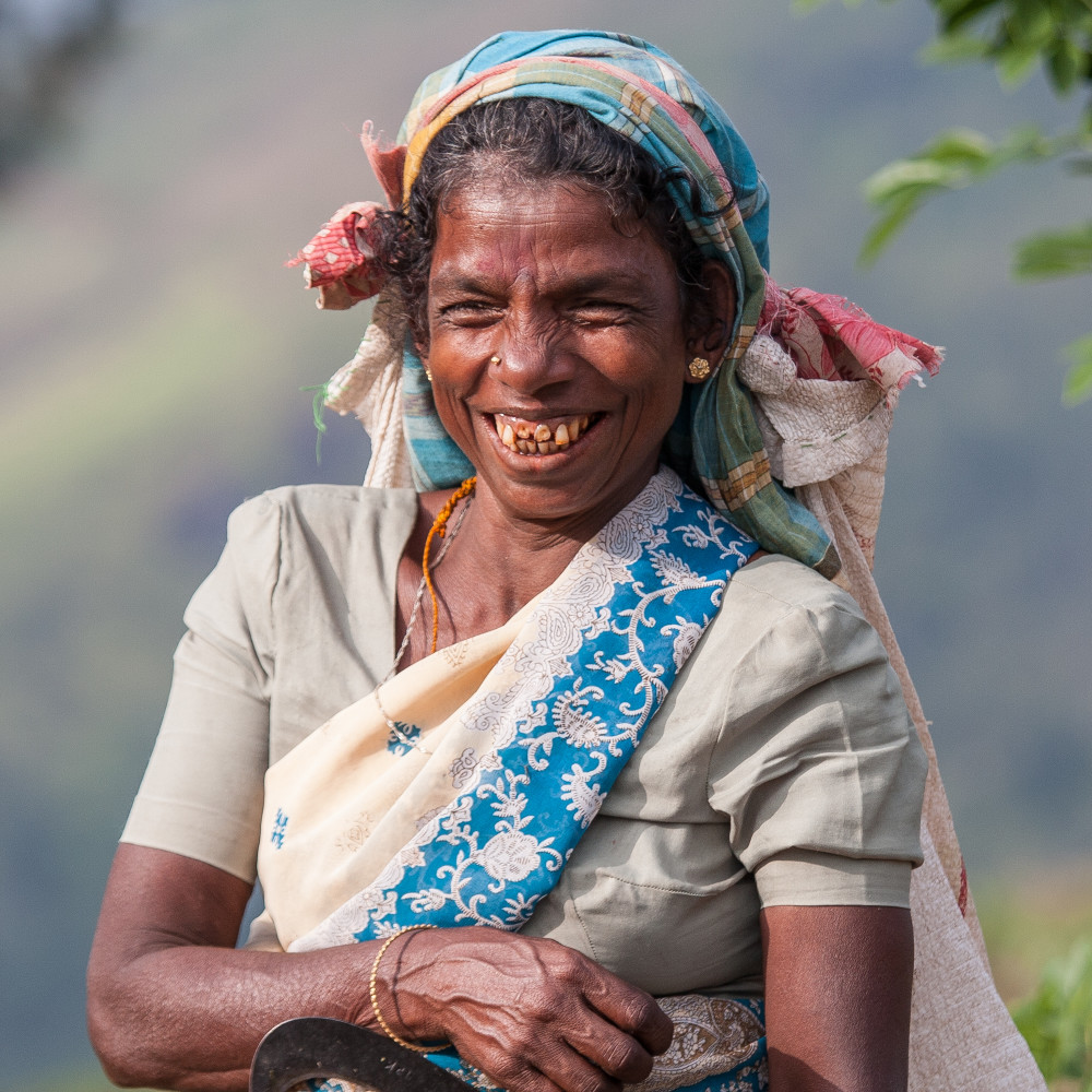 Tea picker 2