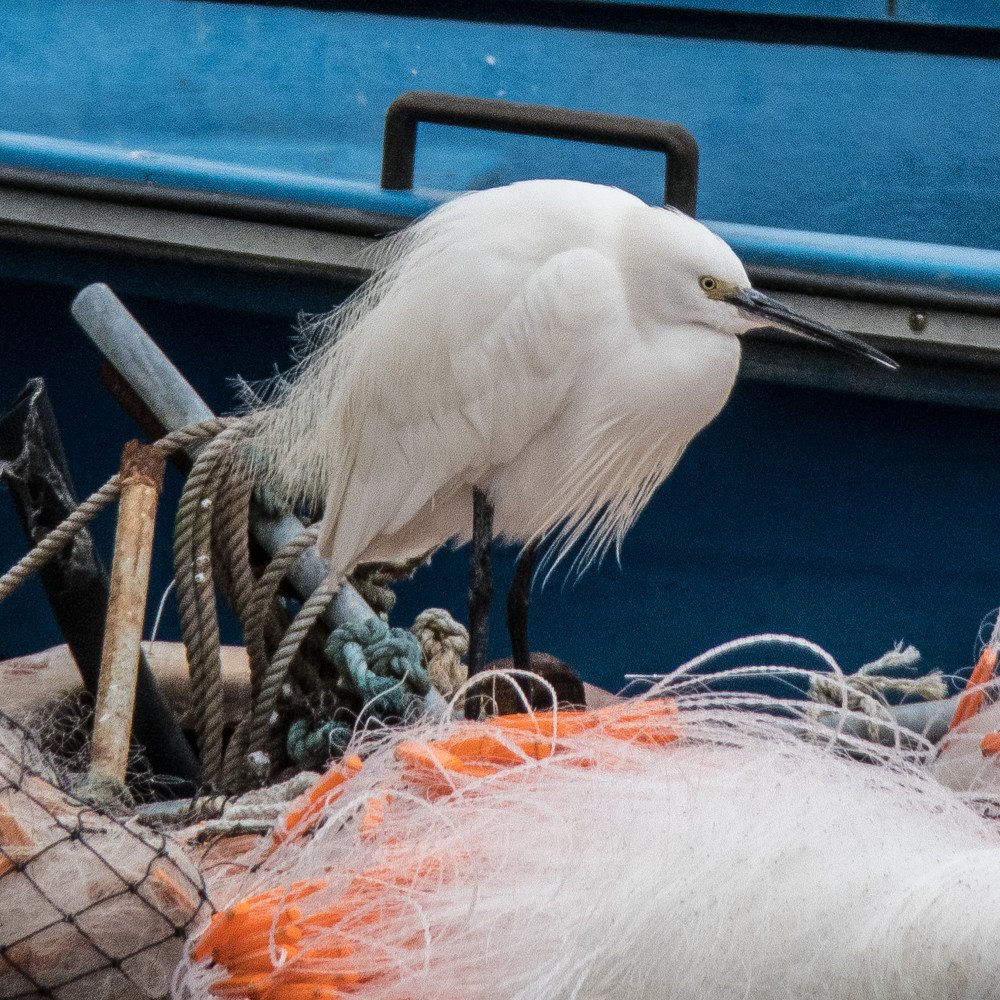 egret