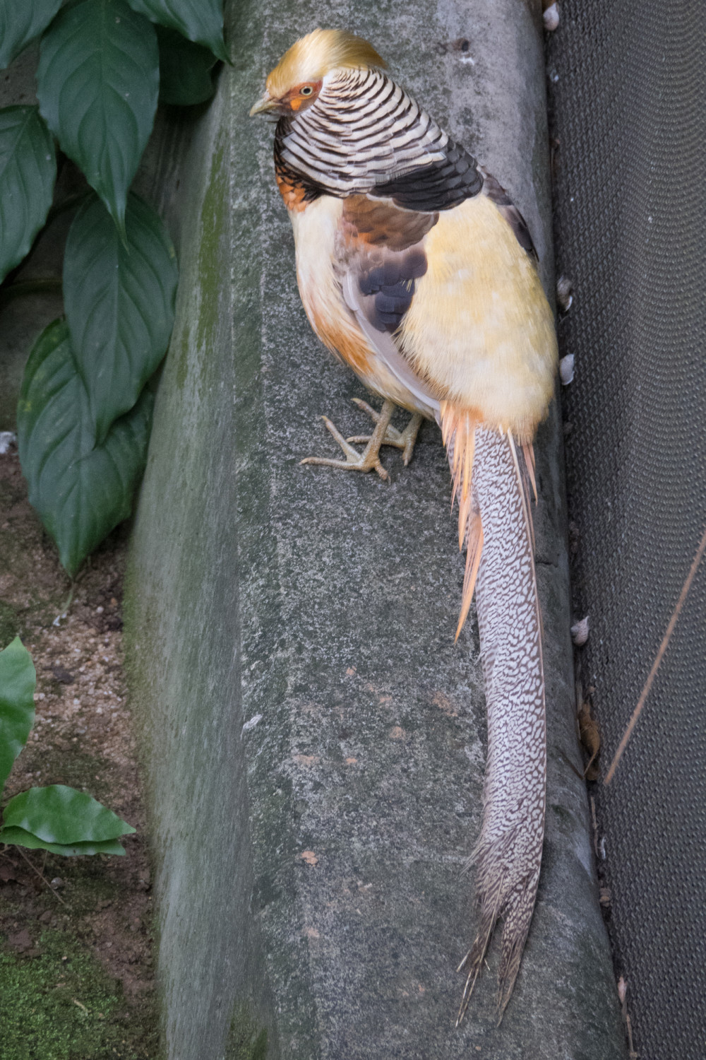 golden pheasant