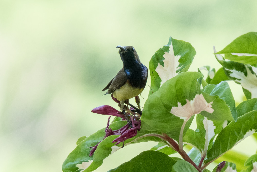 olive-backed sunbird