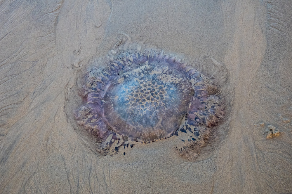 Jellyfish