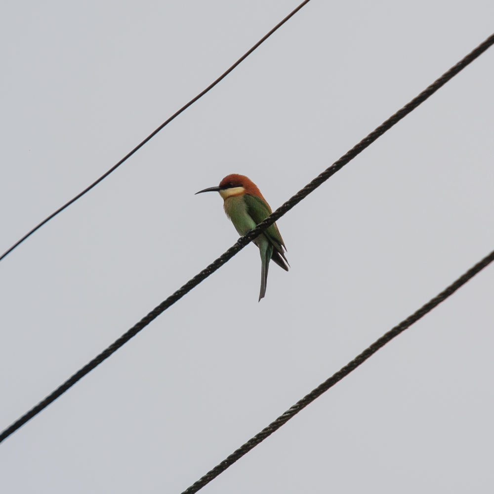 bird on a wire