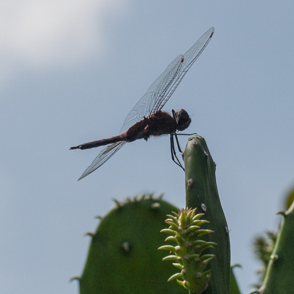 dragonfly