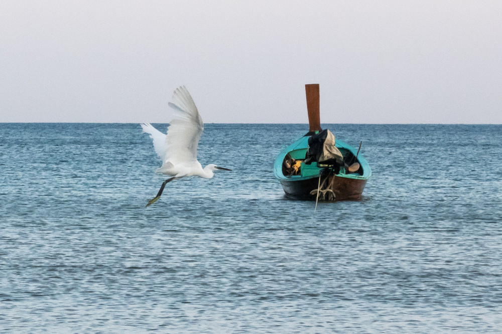 kamala little egret