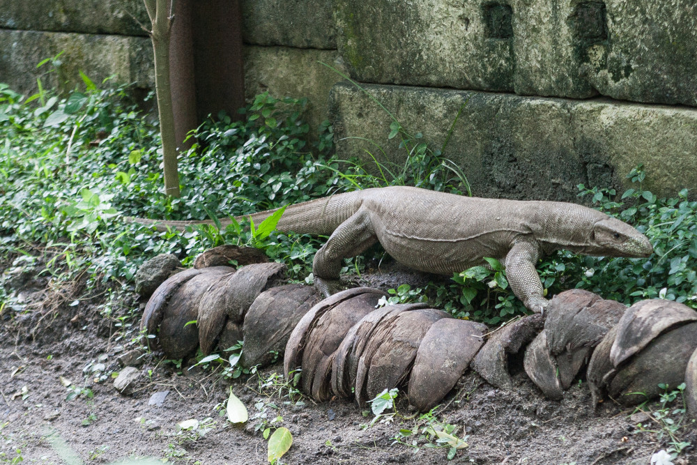 monitor lizard