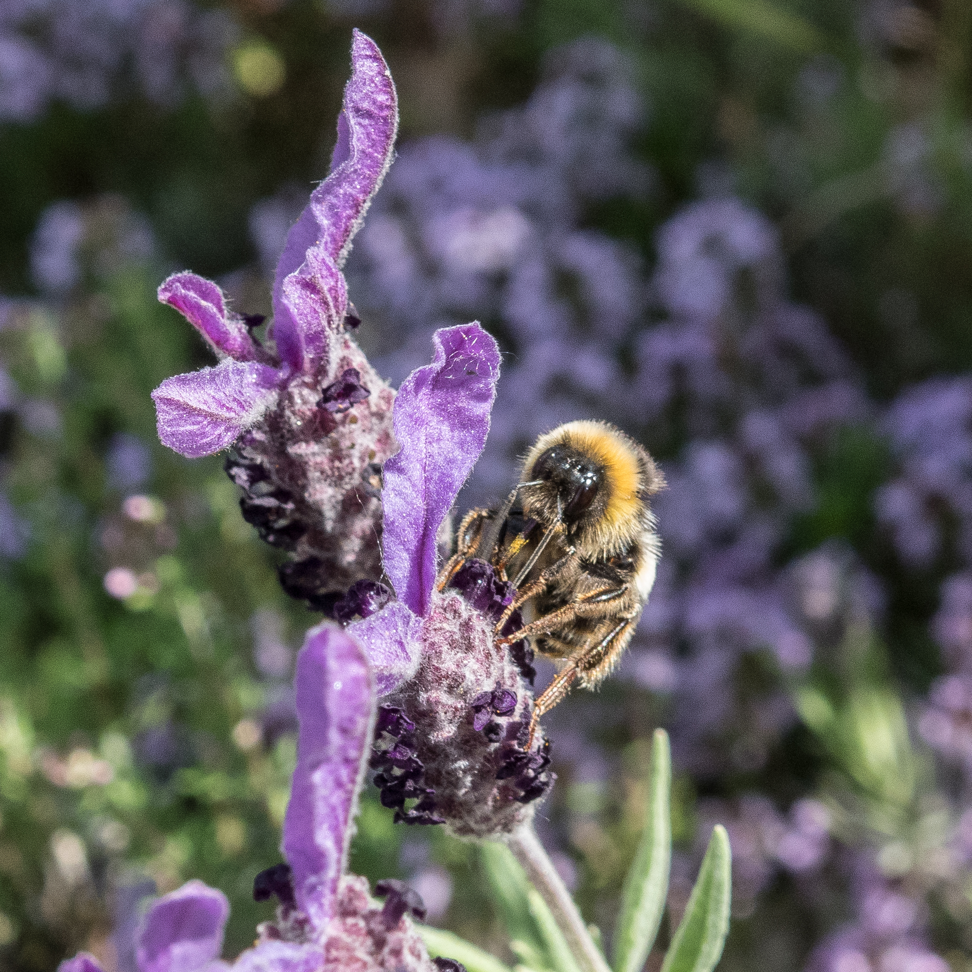 bee on French lavender