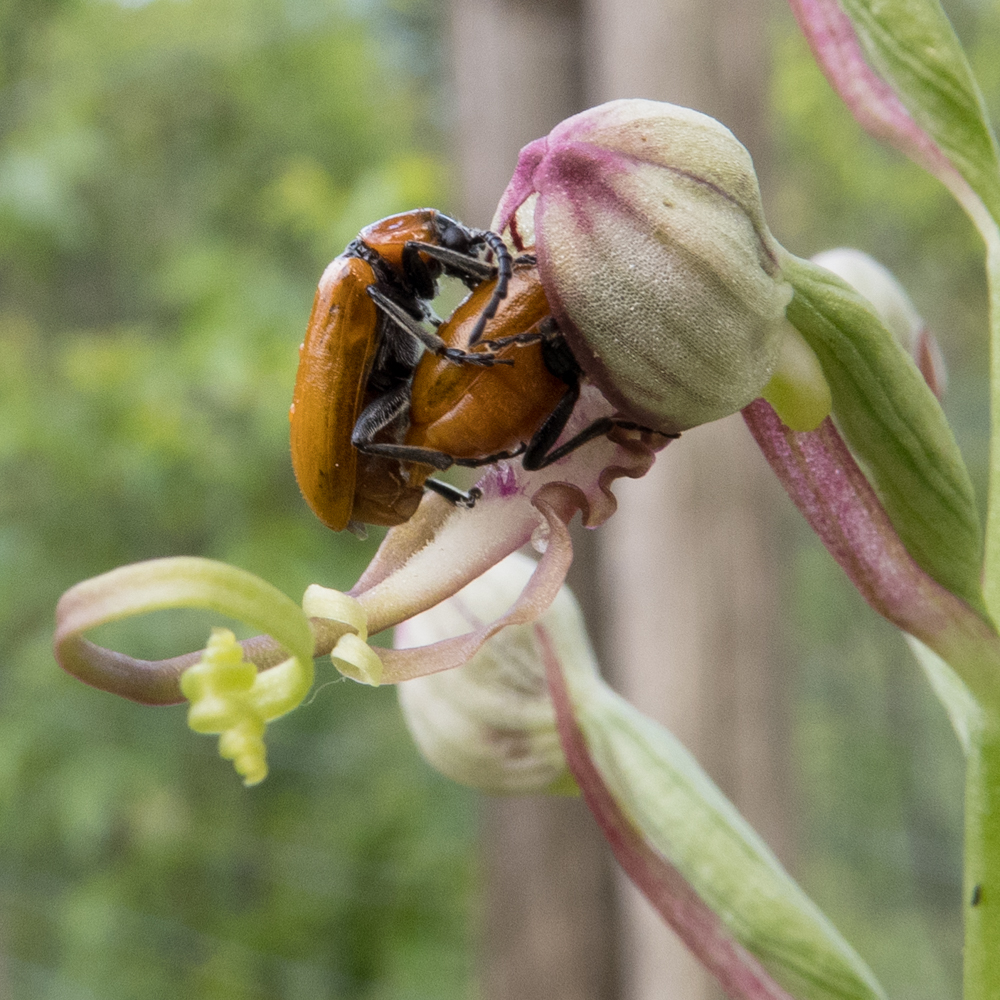 bugs on orchid