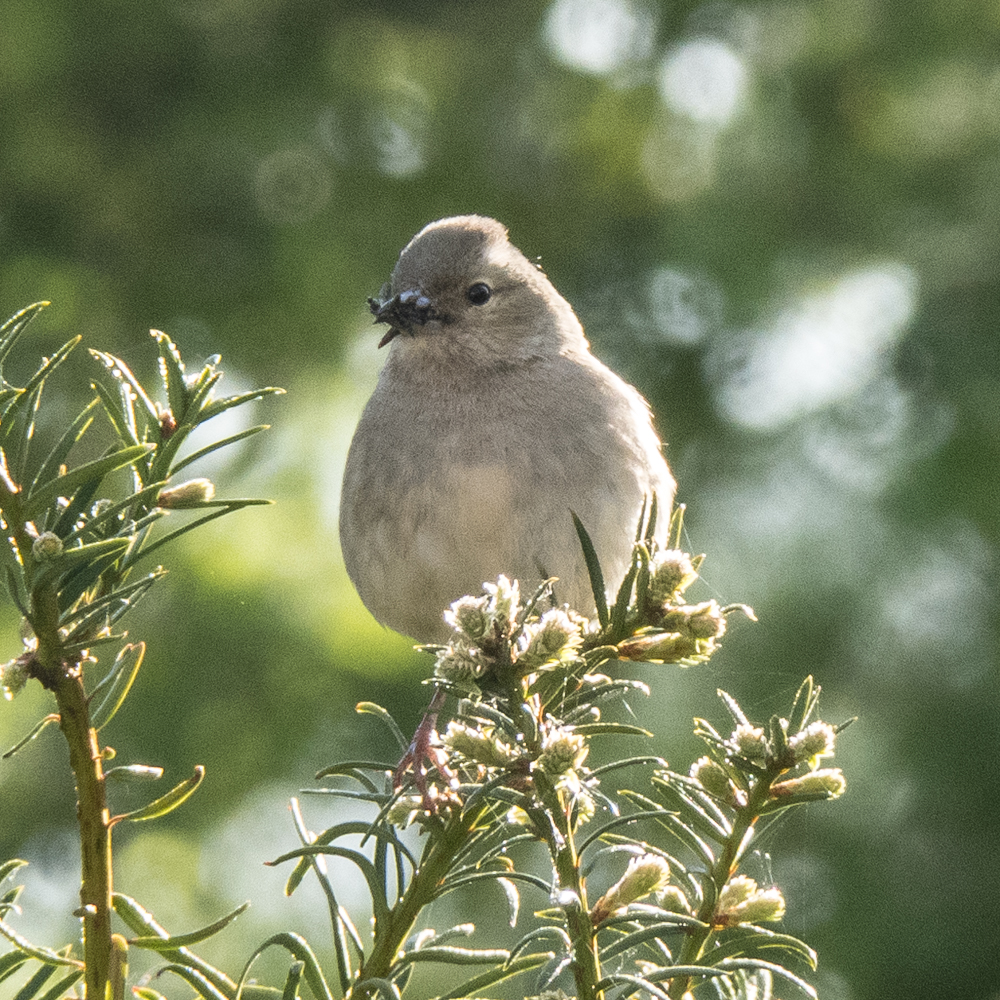 chiffchaff or willow warbler