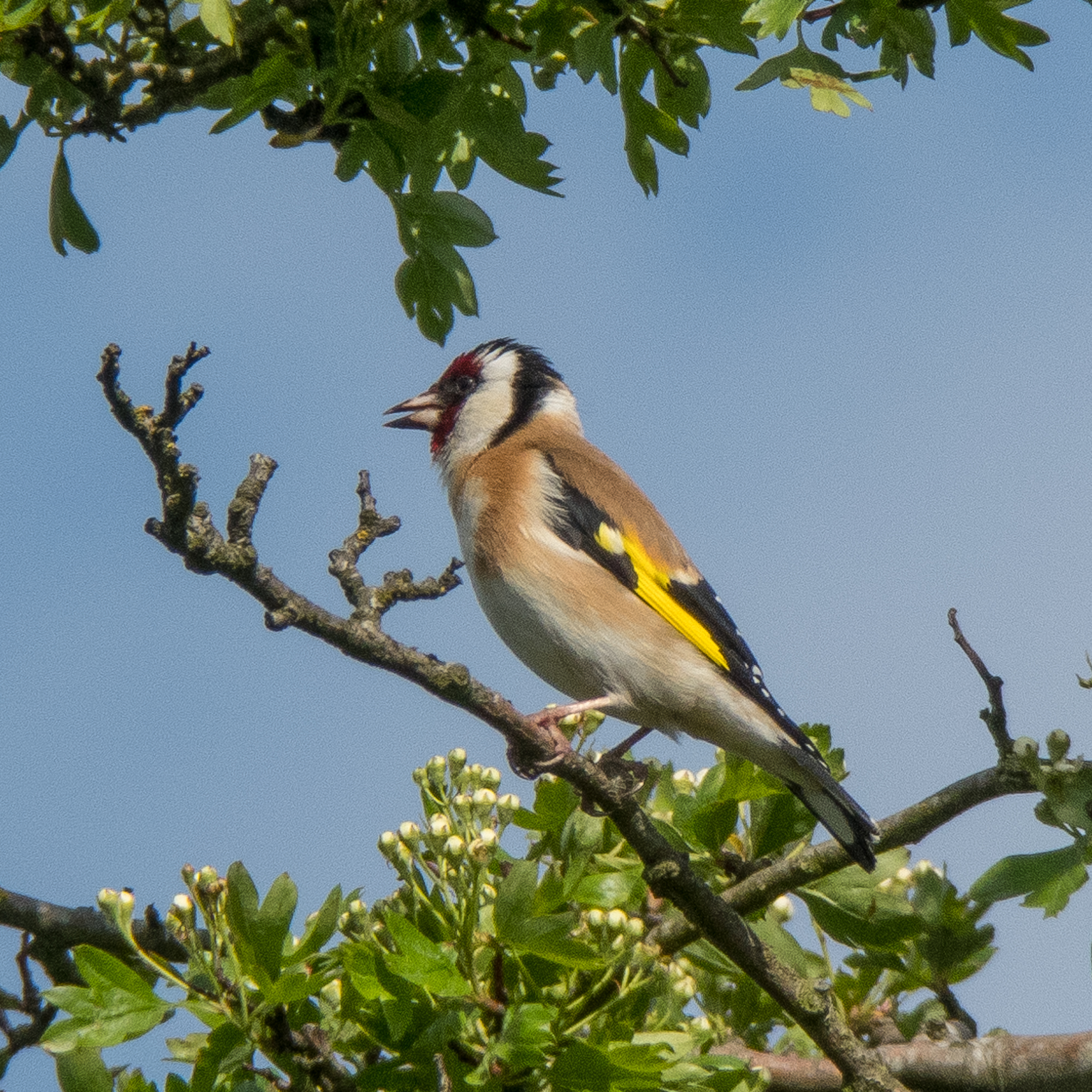 goldfinch