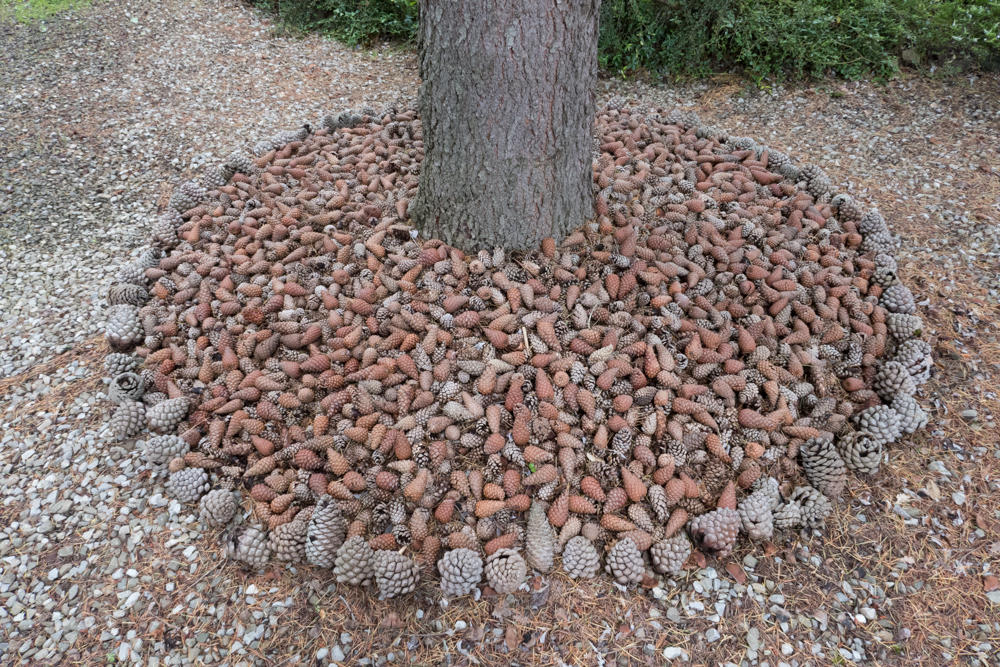 pine cones