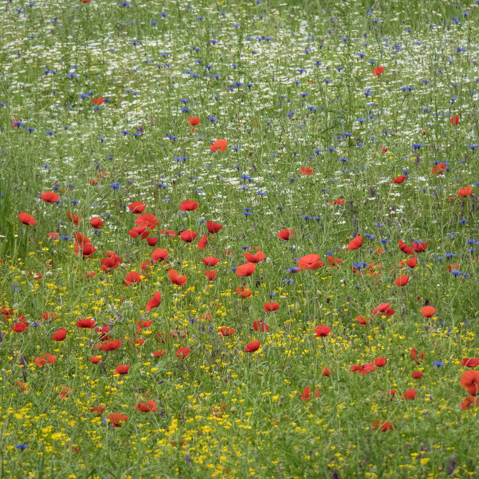 poppies and wildflowers