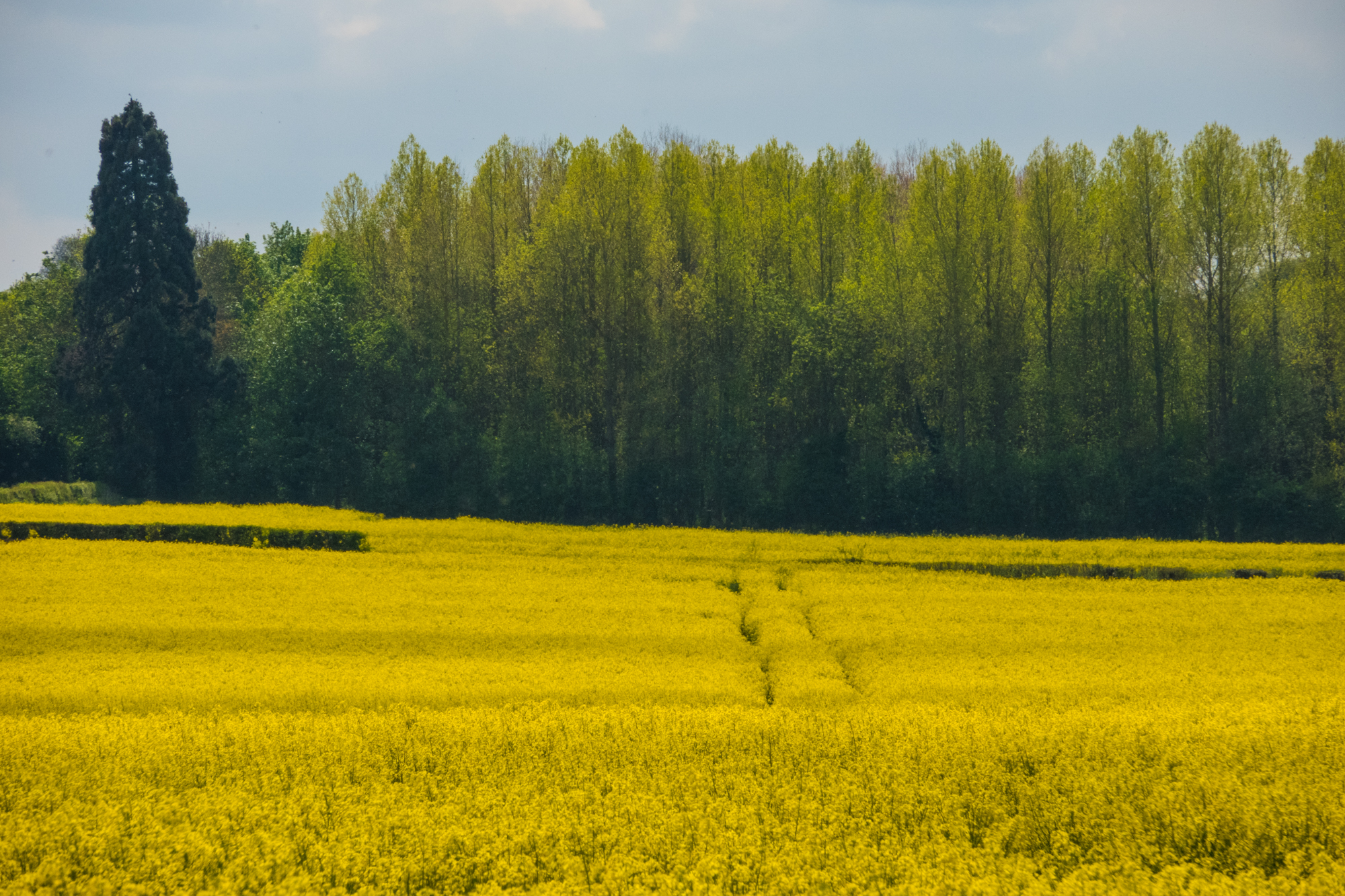 rape fields