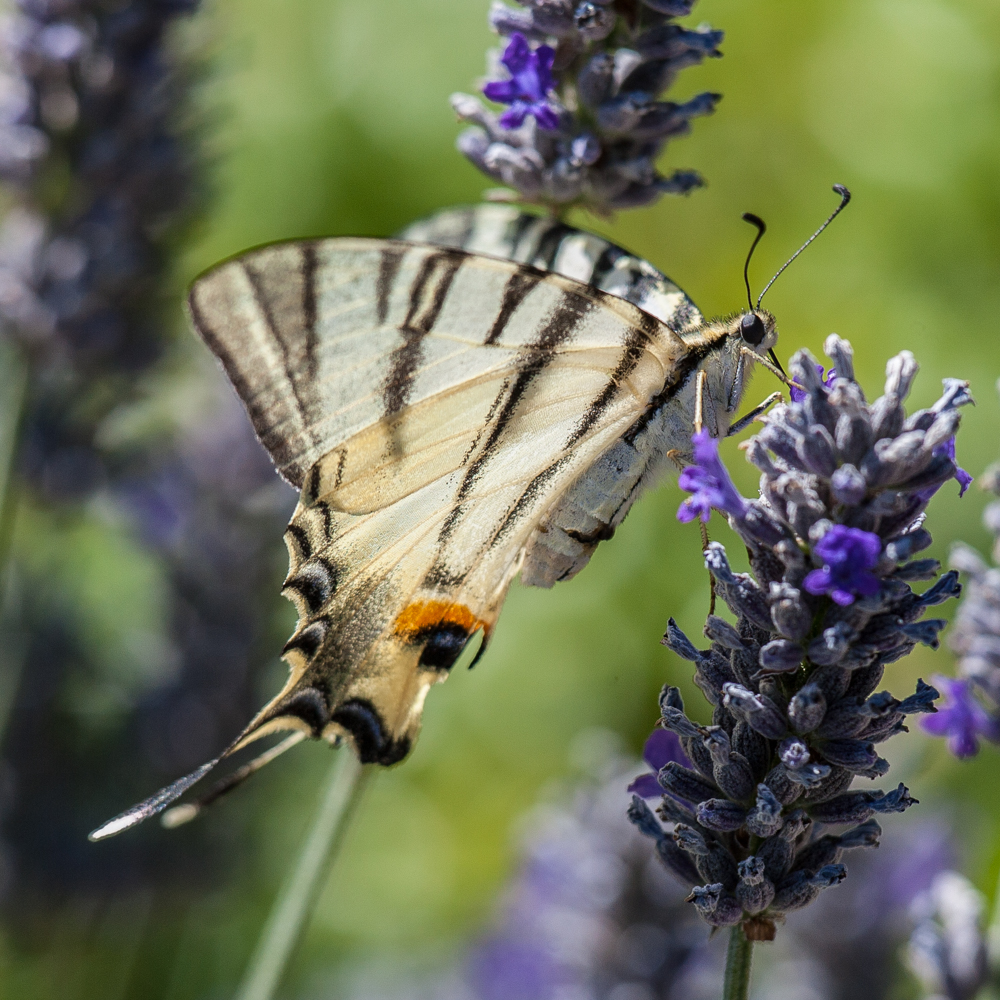 butterfly lavender