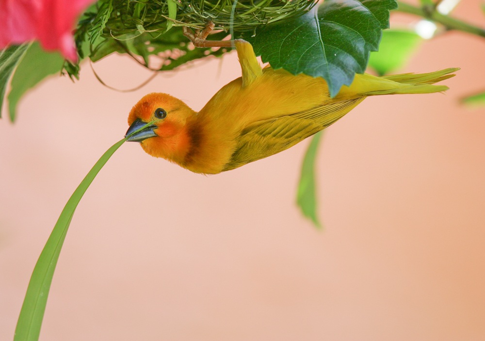 golden palm weaver