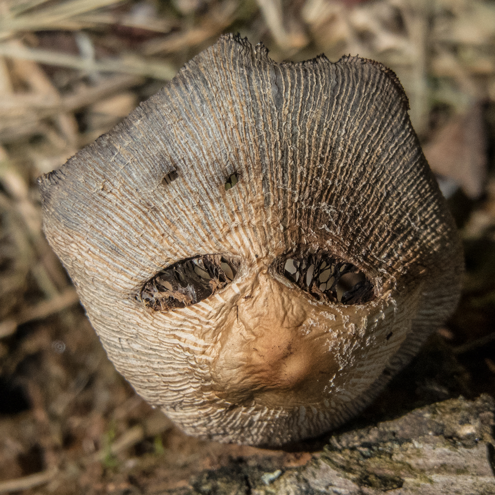 hedgehog head mask mushroom