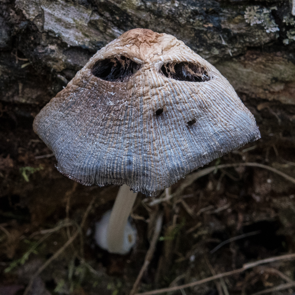 hedgehog head mask mushroom2