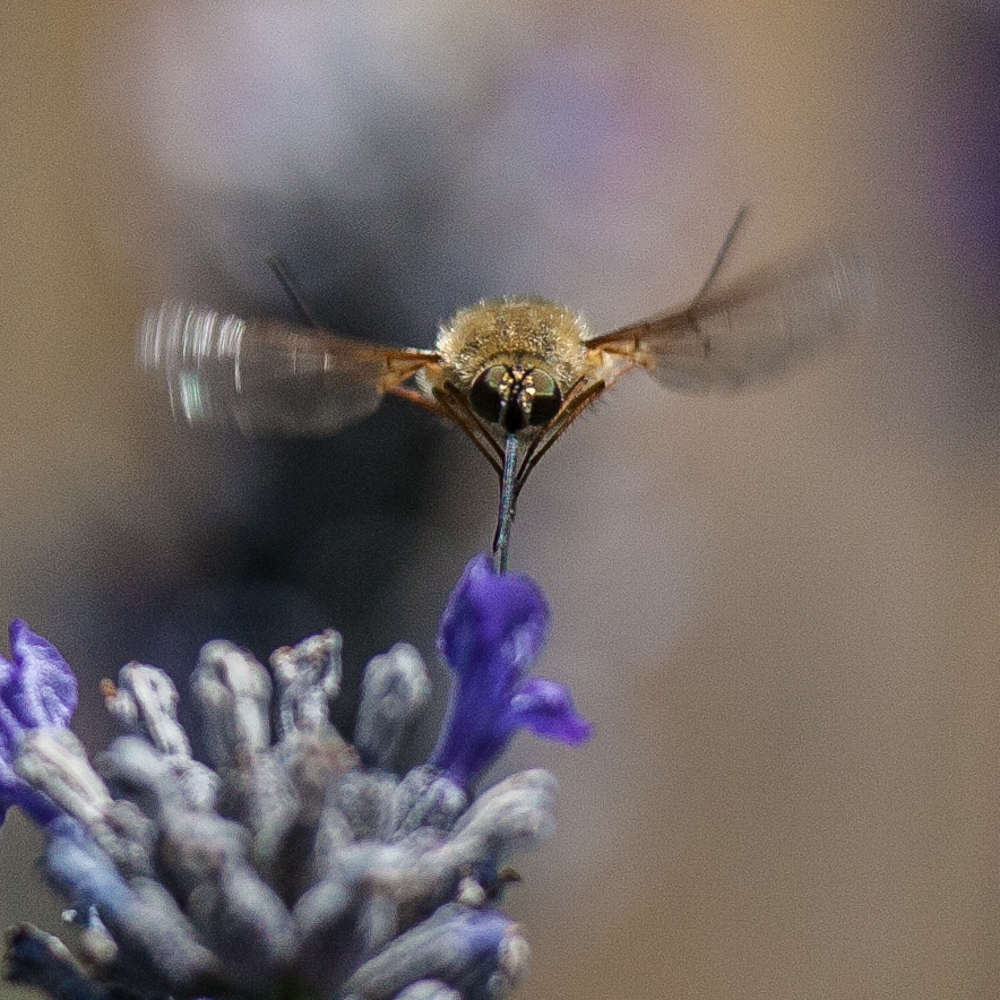 lavender bug