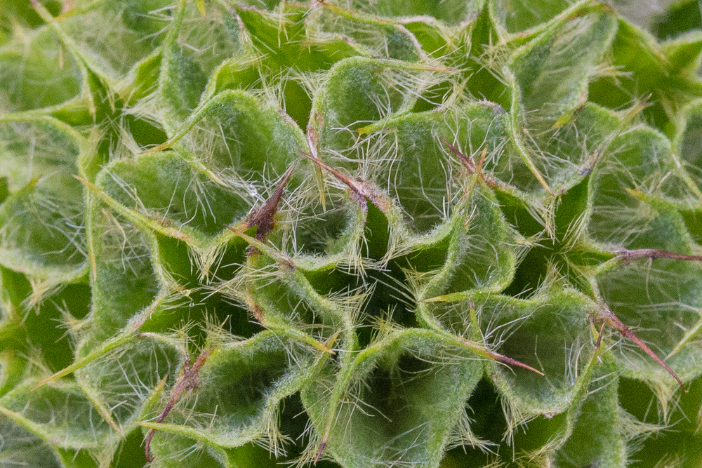 phlomis head