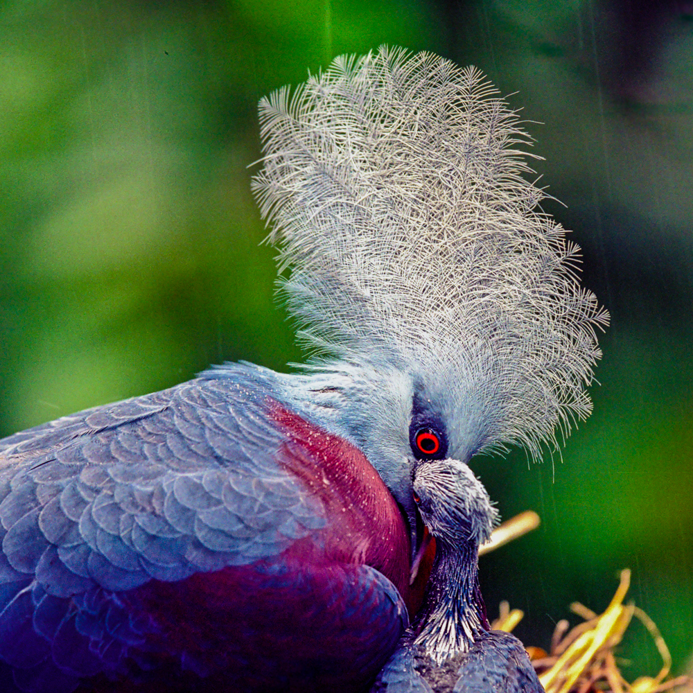 pidgeon hk aviary