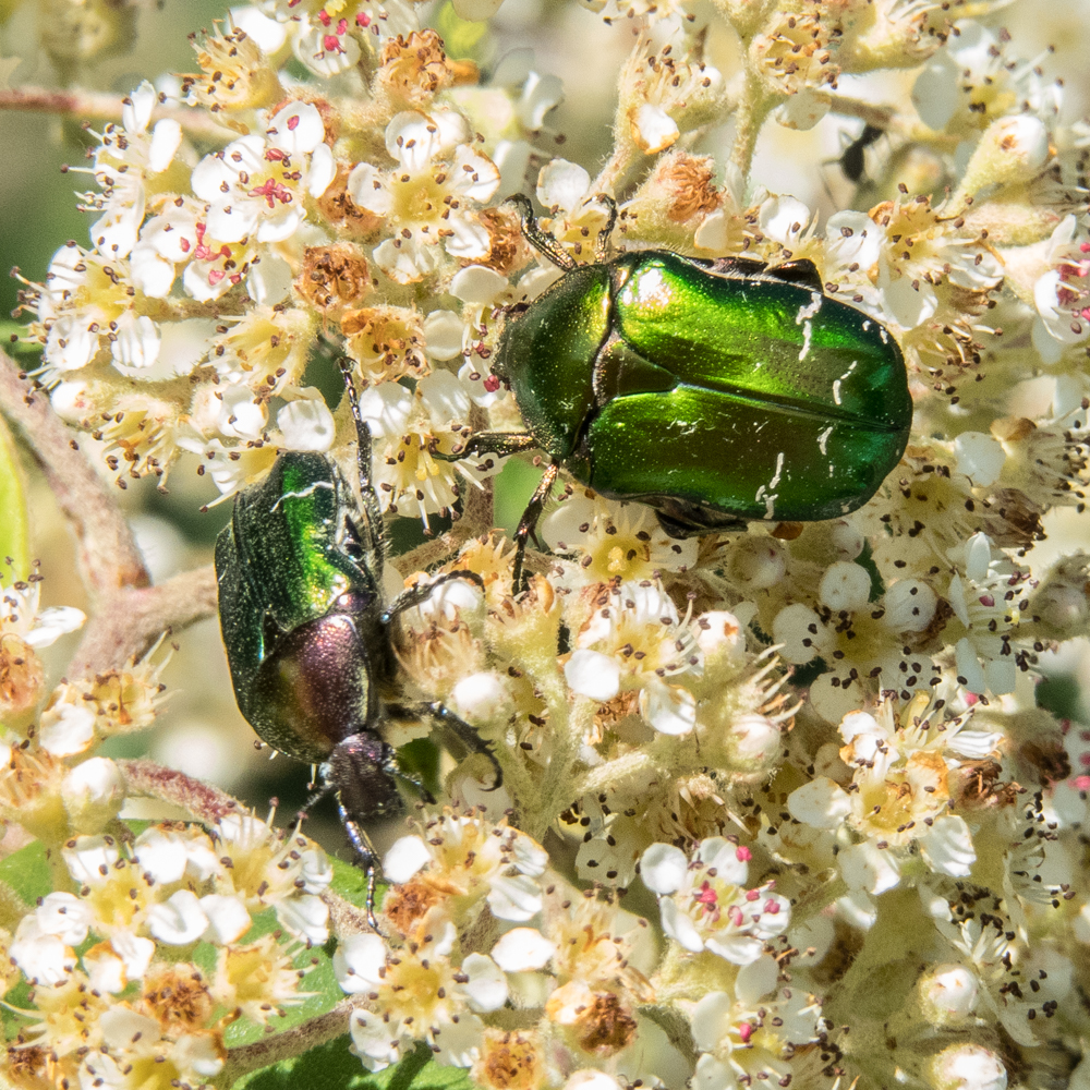 rose chafers-2