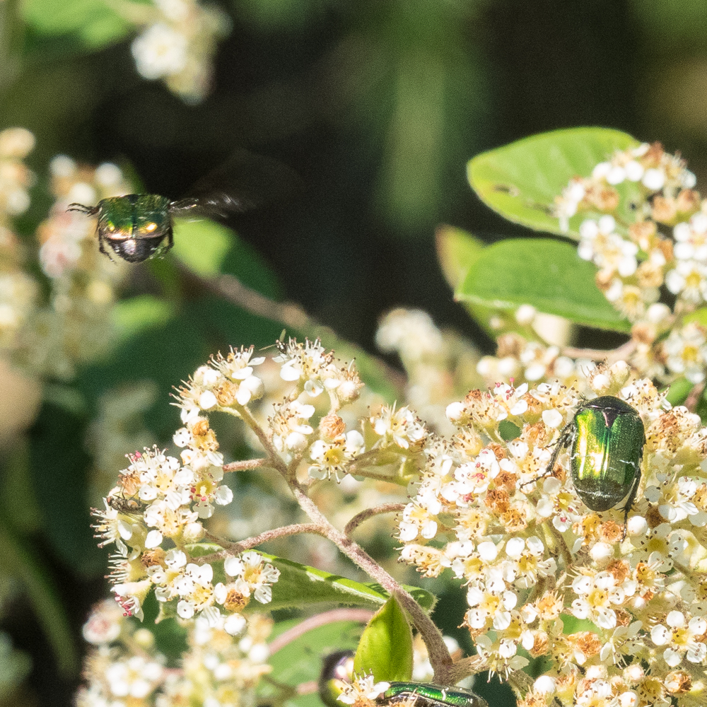 rose chafers