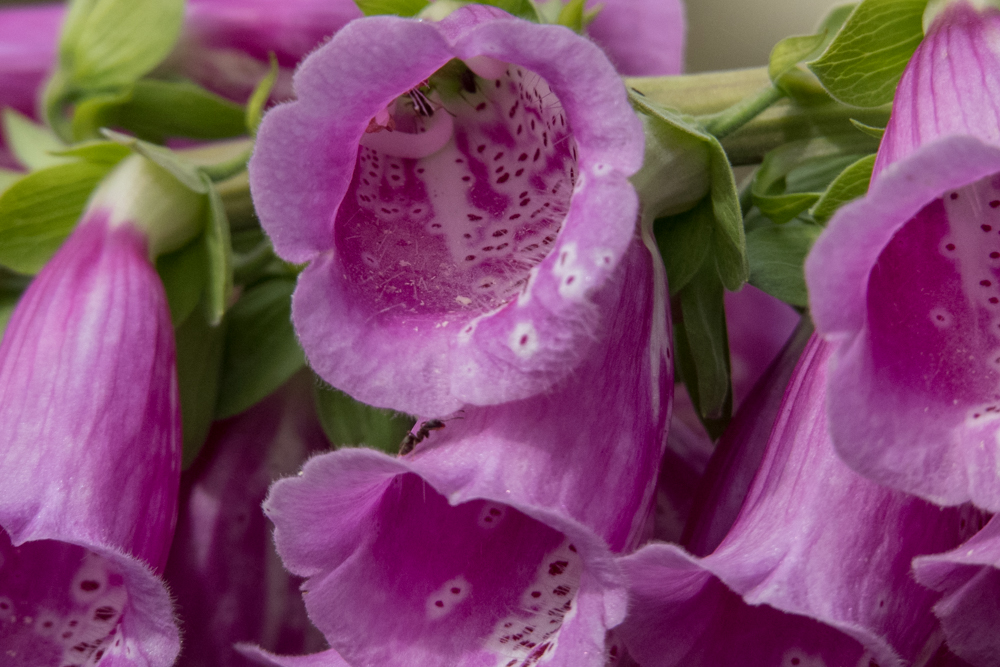 Foxgloves