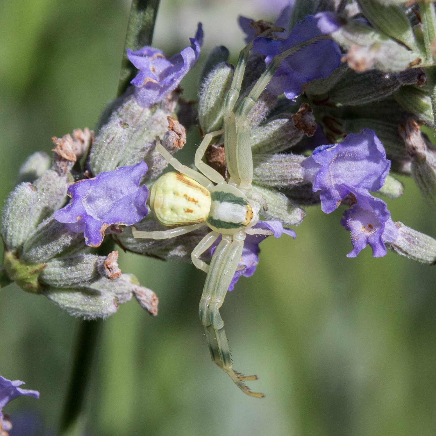 Male WDC spider