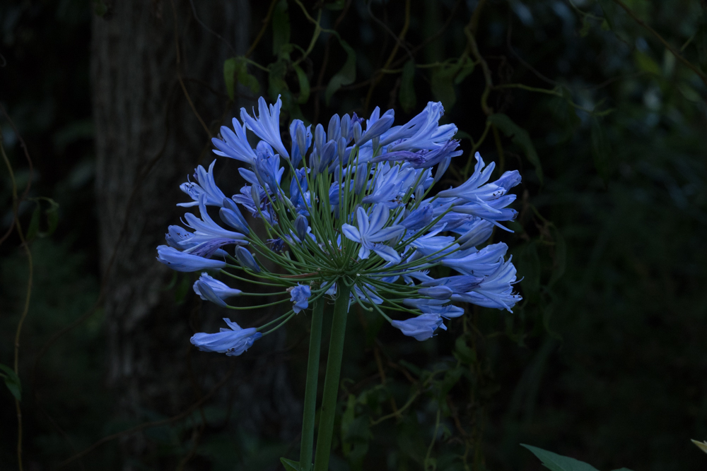 agapanthus