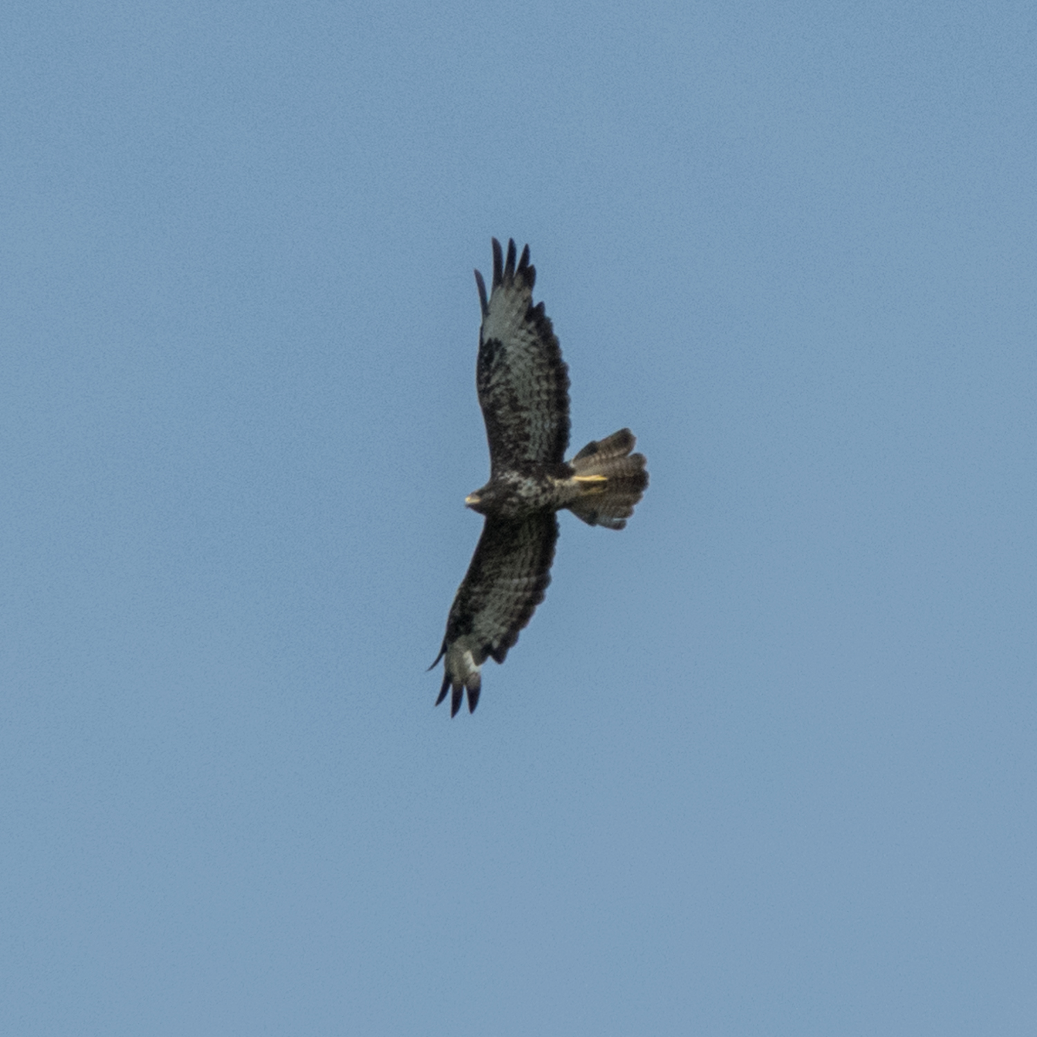 buzzard poiana buteo buteo