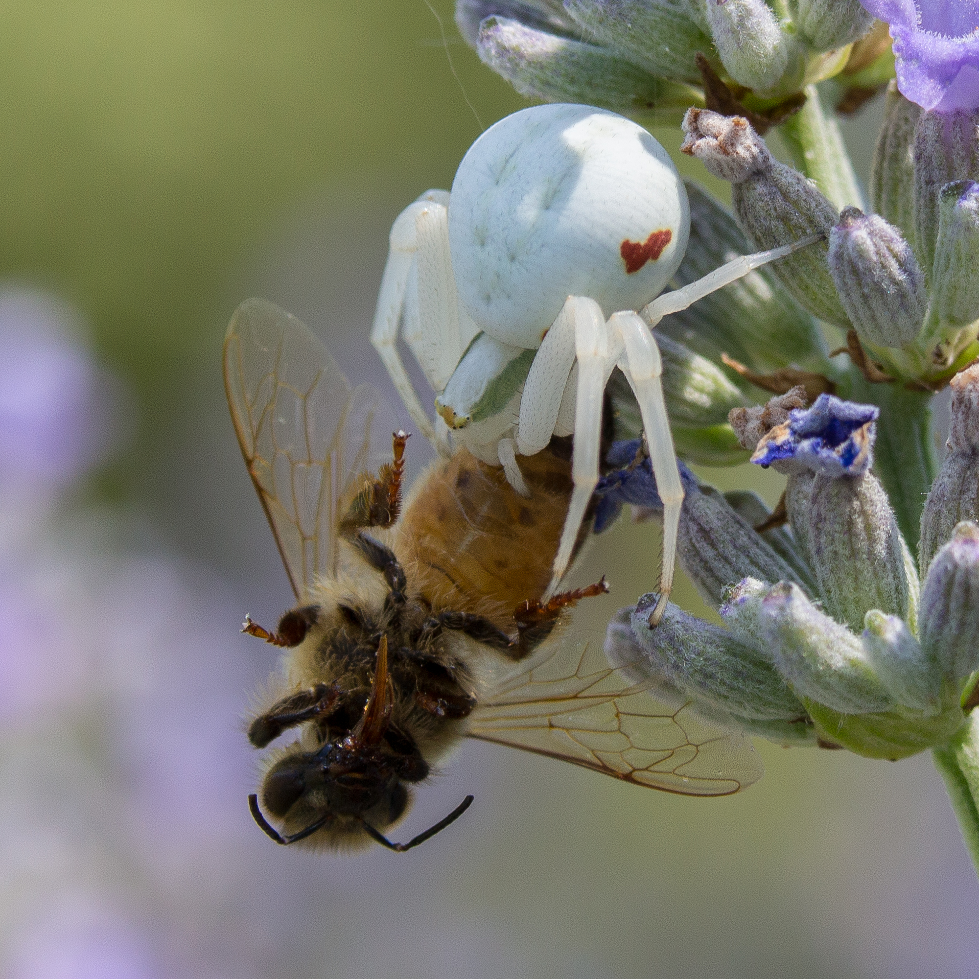 crab spider with bee