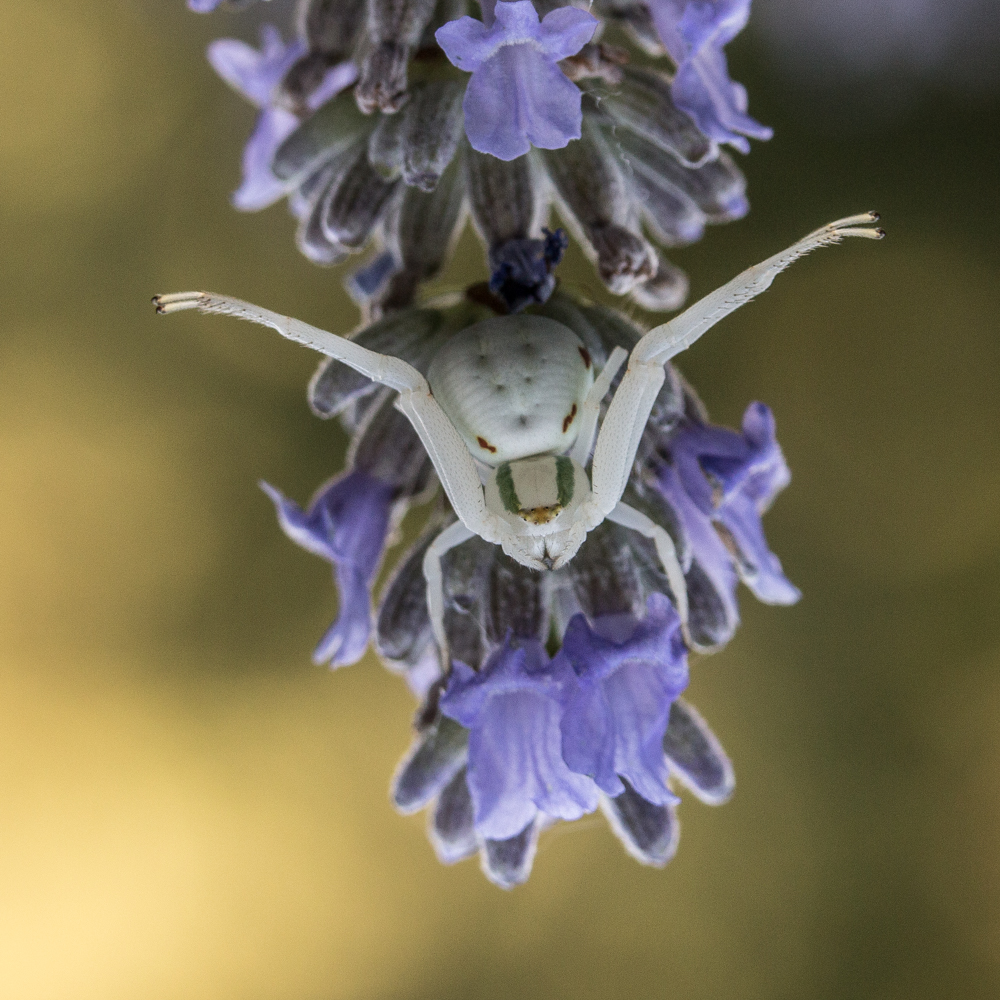 crab spider