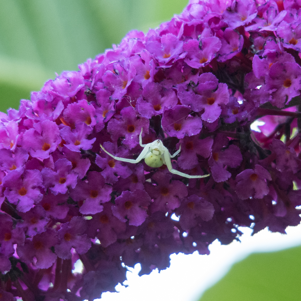 rose chafers and spider-2