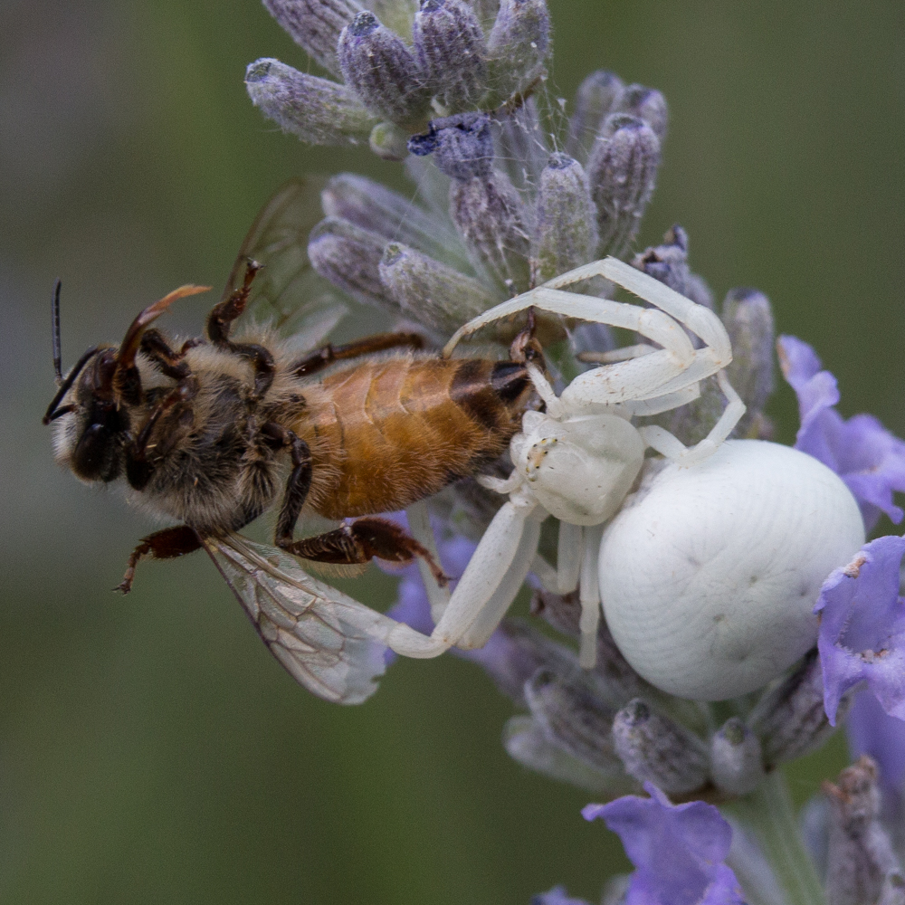 spider with bee